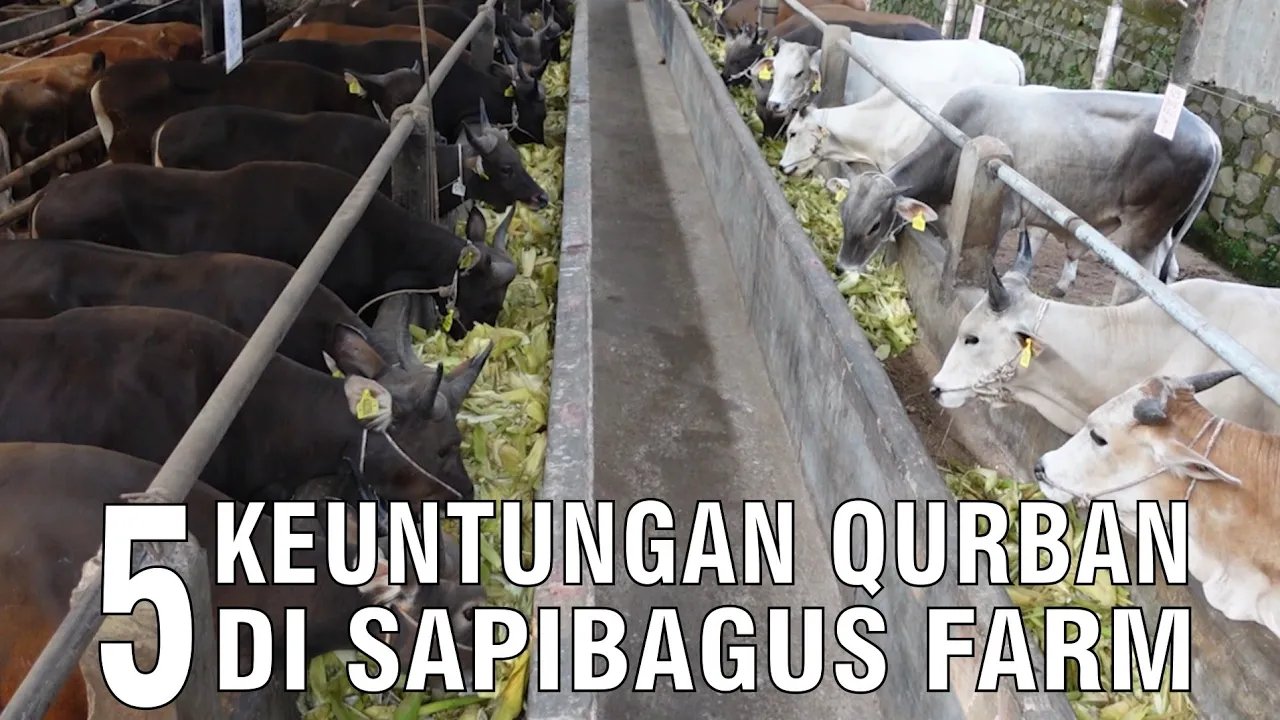 
                                 Keuntungan-Qurban-di-Sapibagus-Farm